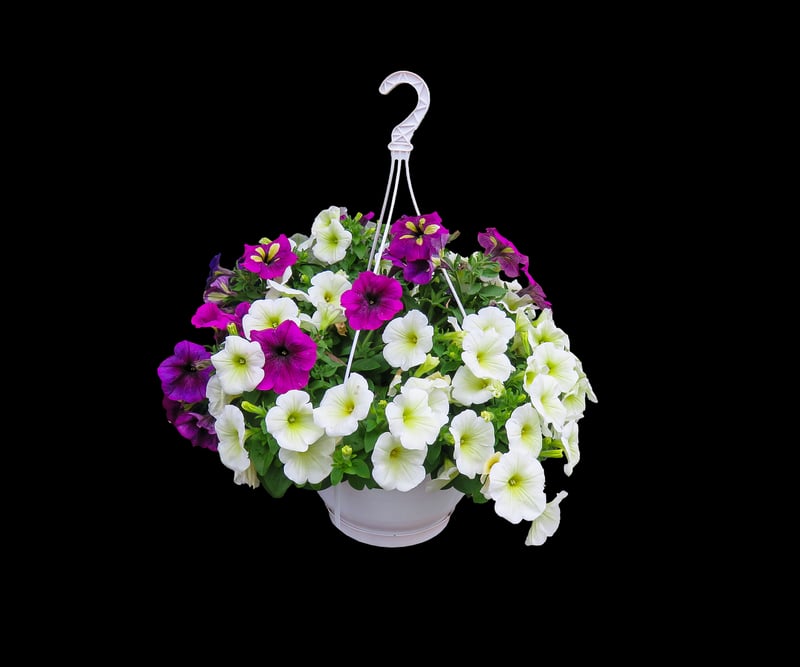 Hanging Planter